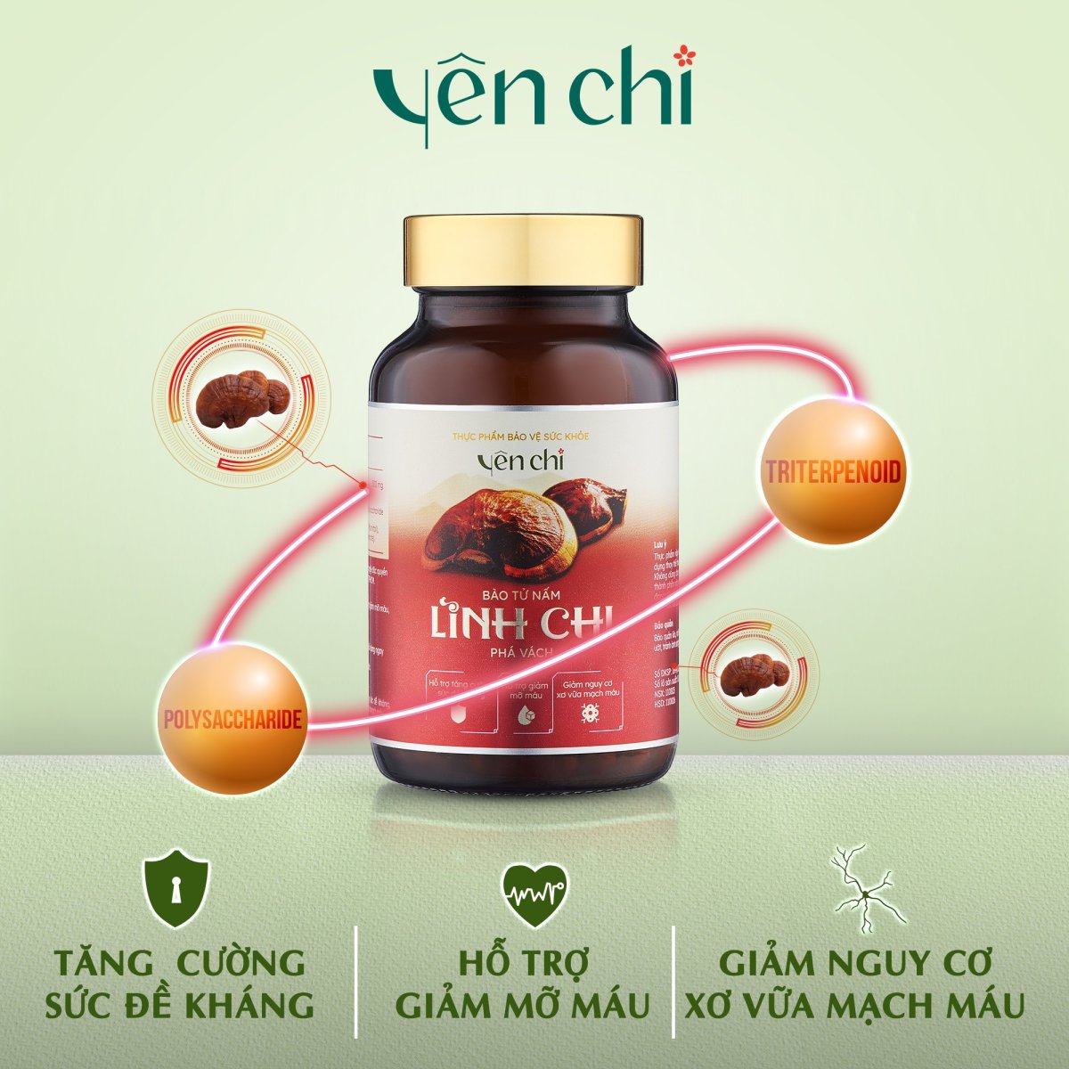 Yên Chi Bào Tử Nấm Linh Chi Phá Vách
